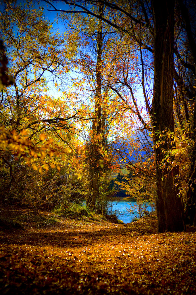 botanica, central-otago, in-the-heart-of-my-garden, new-zealand