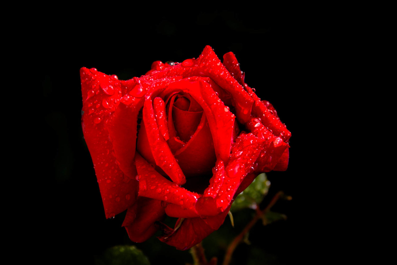 New Zealand Aotearoa, Rose, Botanica