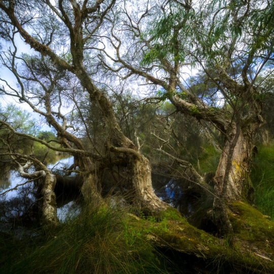 Kalgulup Regional Park